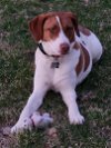 adoptable Dog in , TN named TN/Penny