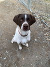 adoptable Dog in  named TN/Woody