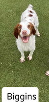 adoptable Dog in Tulsa, OK named OK/Biggins