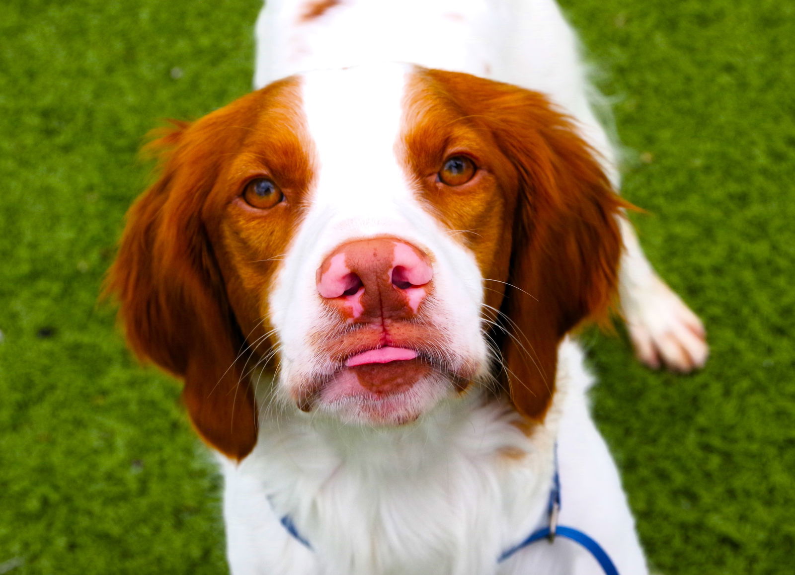 adoptable Dog in Marble Falls, TX named TX/Rocky Rock