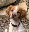 adoptable Dog in  named TN/Pete