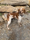 TN/Pete - Photo 2