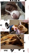 adoptable Dog in tulsa, OK named OK/Hunter Lee