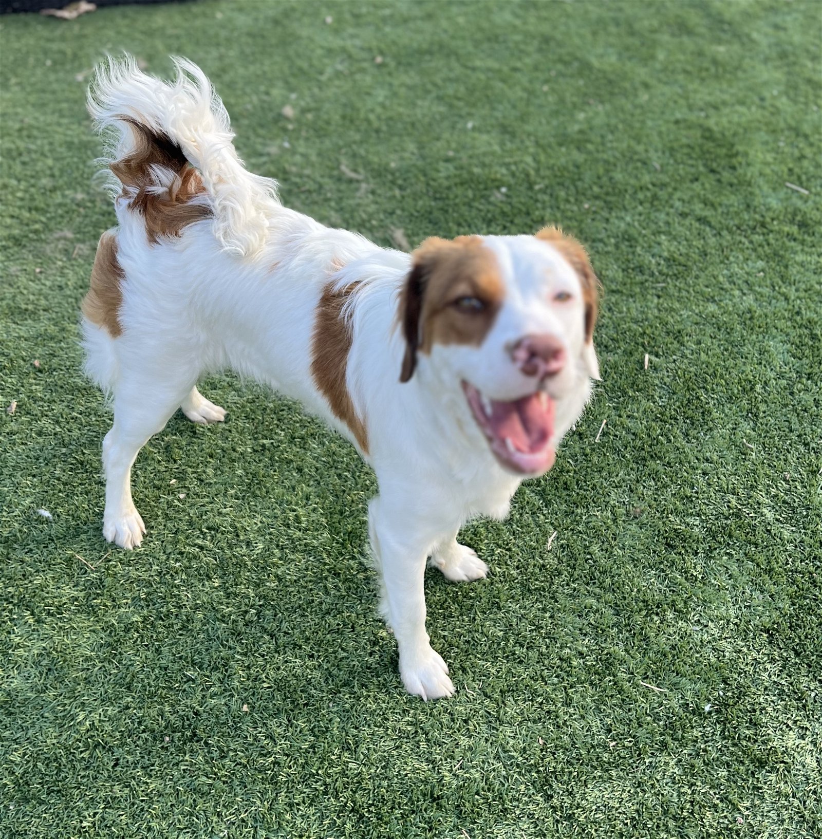 adoptable Dog in Arvada, CO named CO/Lilo