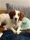 adoptable Dog in littleton, CO named CO/Griffin