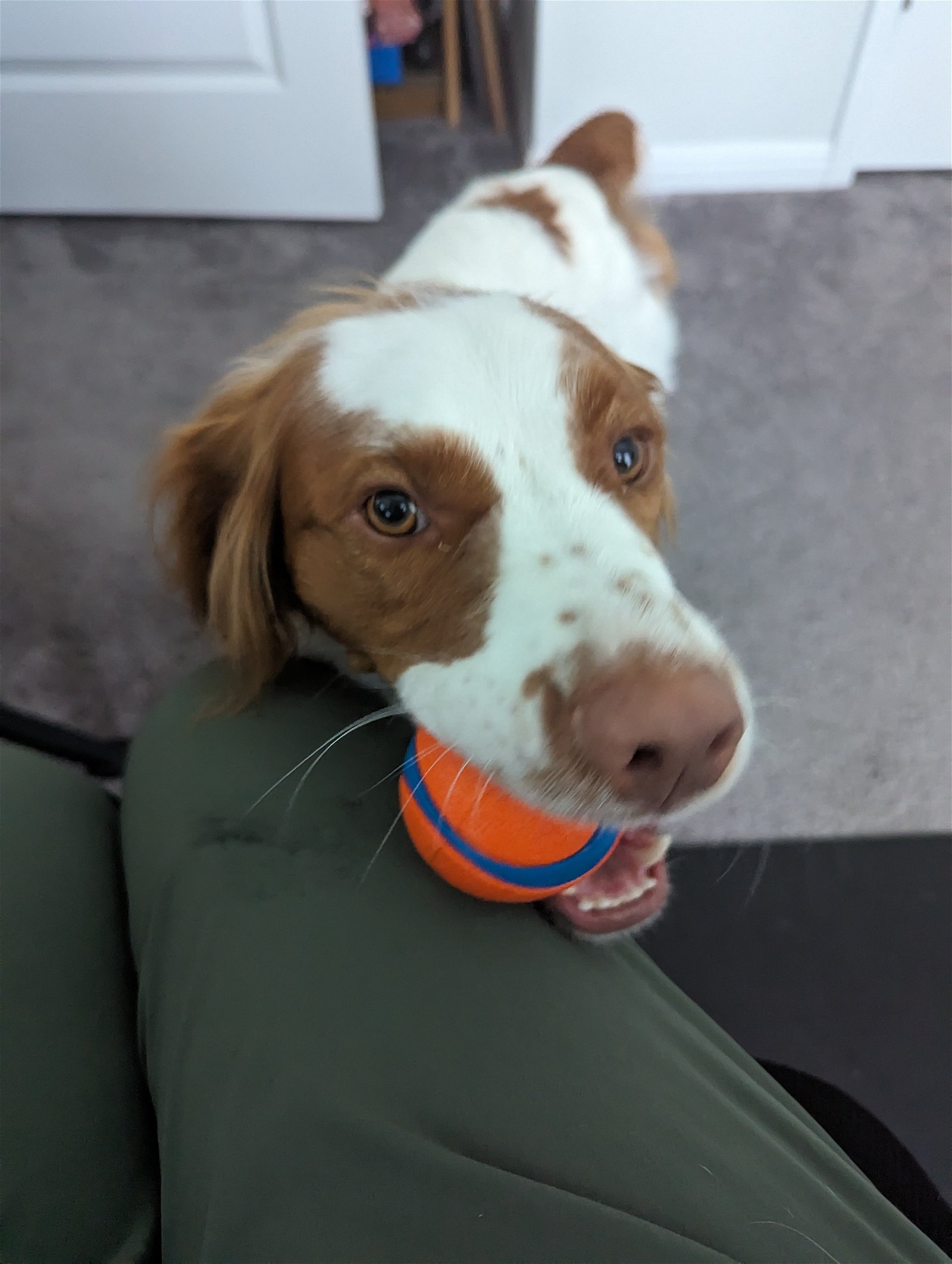 adoptable Dog in Round Rock, TX named TX/Cooper G