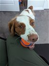 adoptable Dog in  named TX/Cooper G
