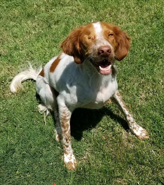 adoptable Dog in Bakersfield, CA named CA/Betty