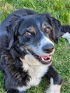 adoptable Dog in boise, ID named WA/Nelli (ID)
