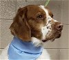 adoptable Dog in slc, UT named UT/Dixon
