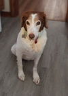 adoptable Dog in  named OH/Ames