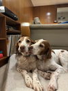 adoptable Dog in , OR named OR/Susie (Bonded with Lucy)