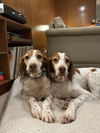 adoptable Dog in  named OR/Lucy (bonded with Susie)