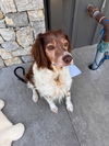 adoptable Dog in  named OK/Scout Ty