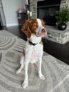adoptable Dog in  named SC(GA)/Axel