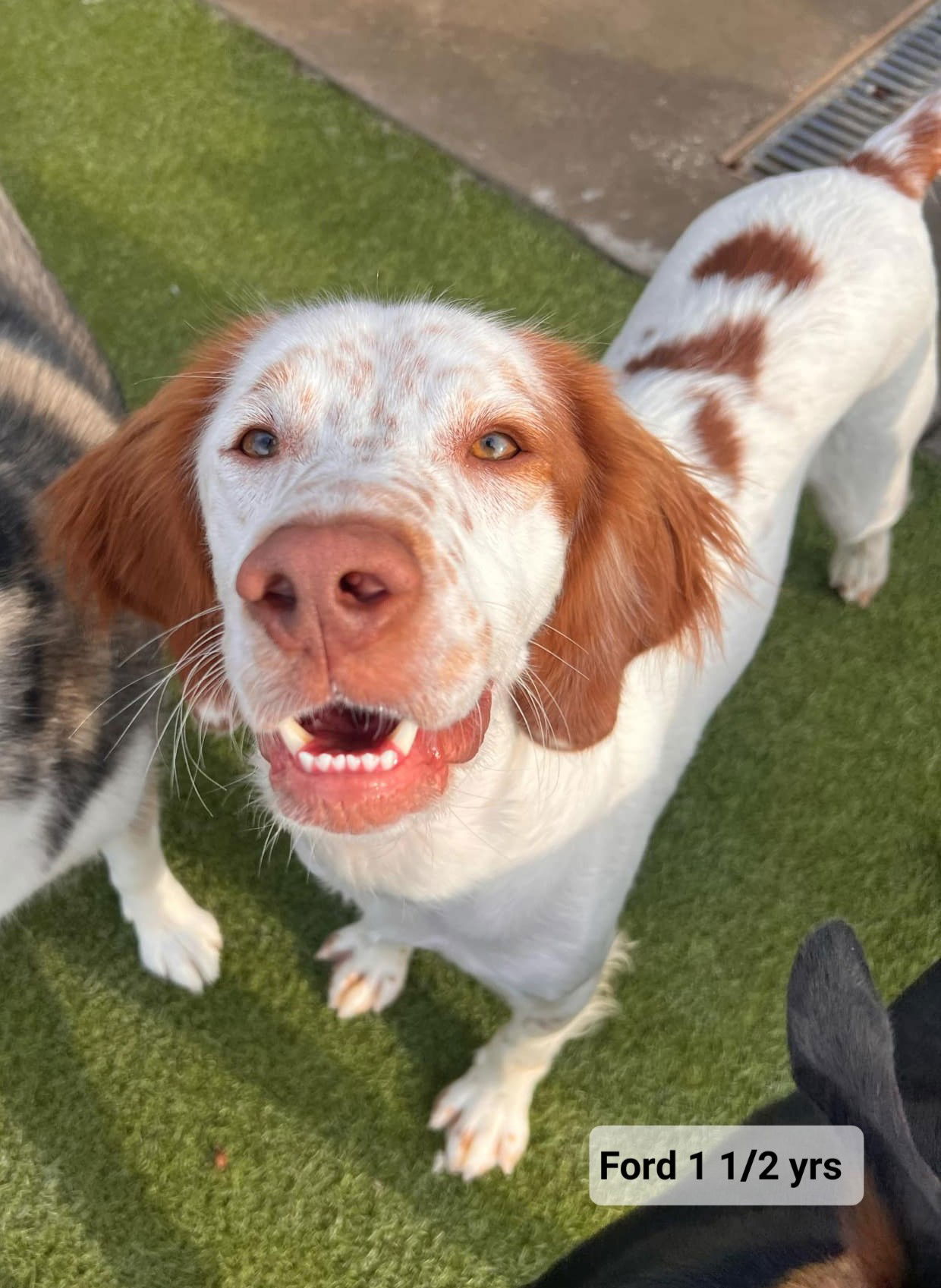 adoptable Dog in Tulsa, OK named OK/Ford (AR)