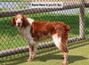 adoptable Dog in , OK named OK/Remi Rem