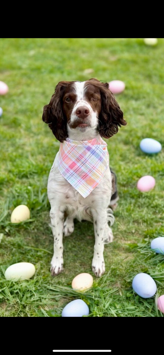 adoptable Dog in Louisville, KY named KY/Duke