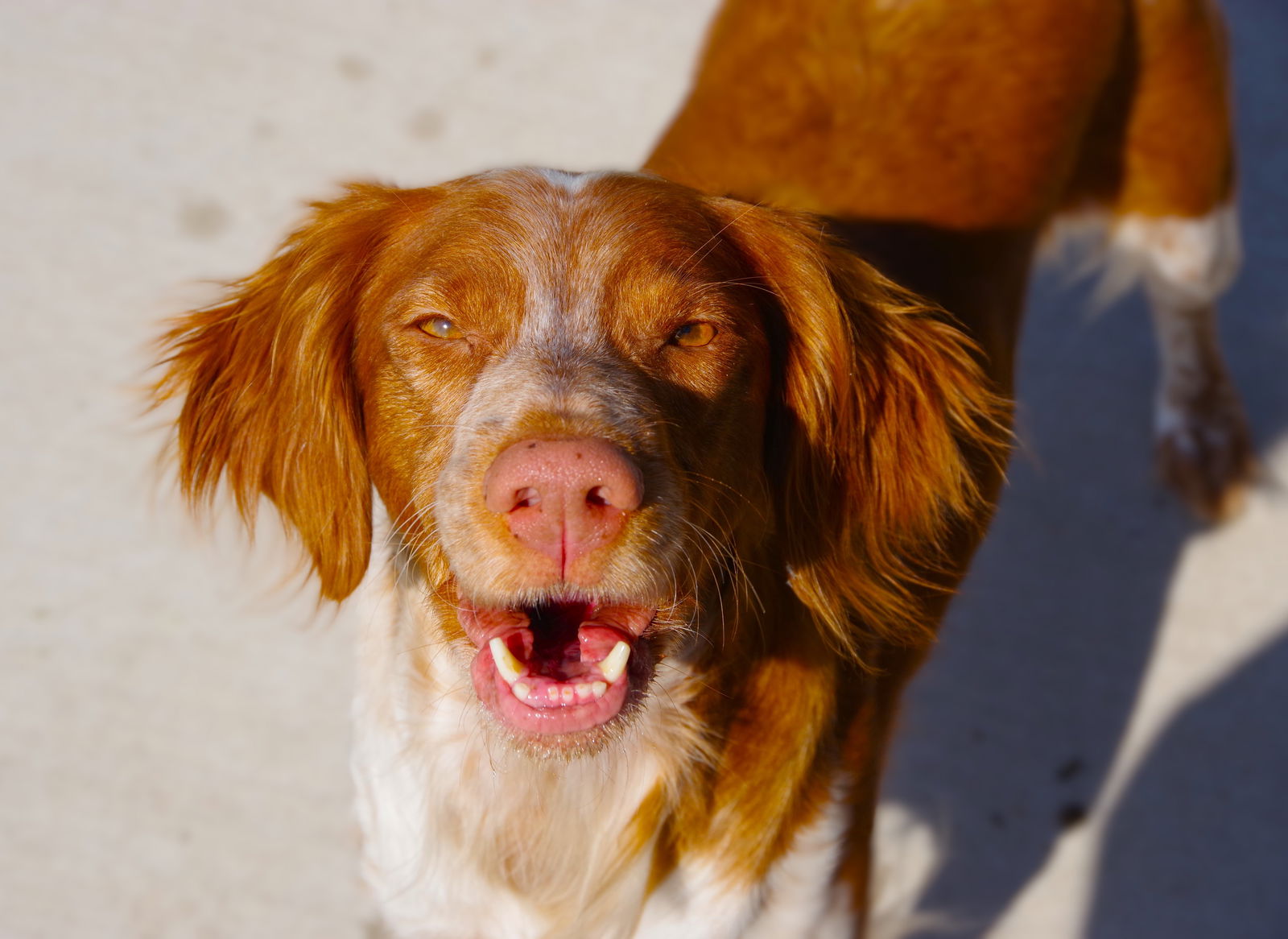 Brittany dogs for fashion adoption