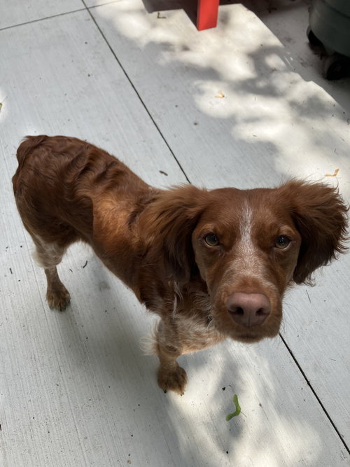 ON/Remi, a dog for adoption from National Brittany Rescue and Adoption Network