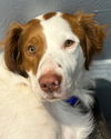 adoptable Dog in  named CO/Figge