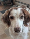 adoptable Dog in  named ON/Anya