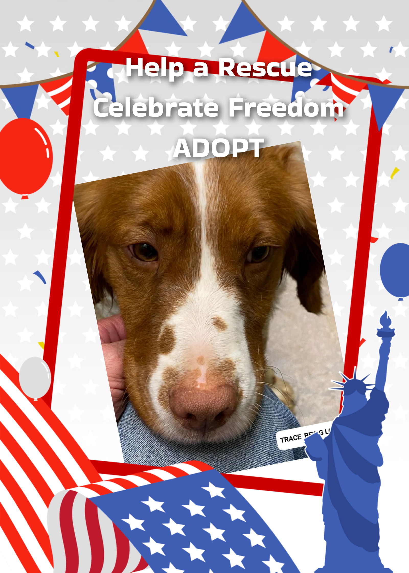 adoptable Dog in Olathe, KS named KS/Trace