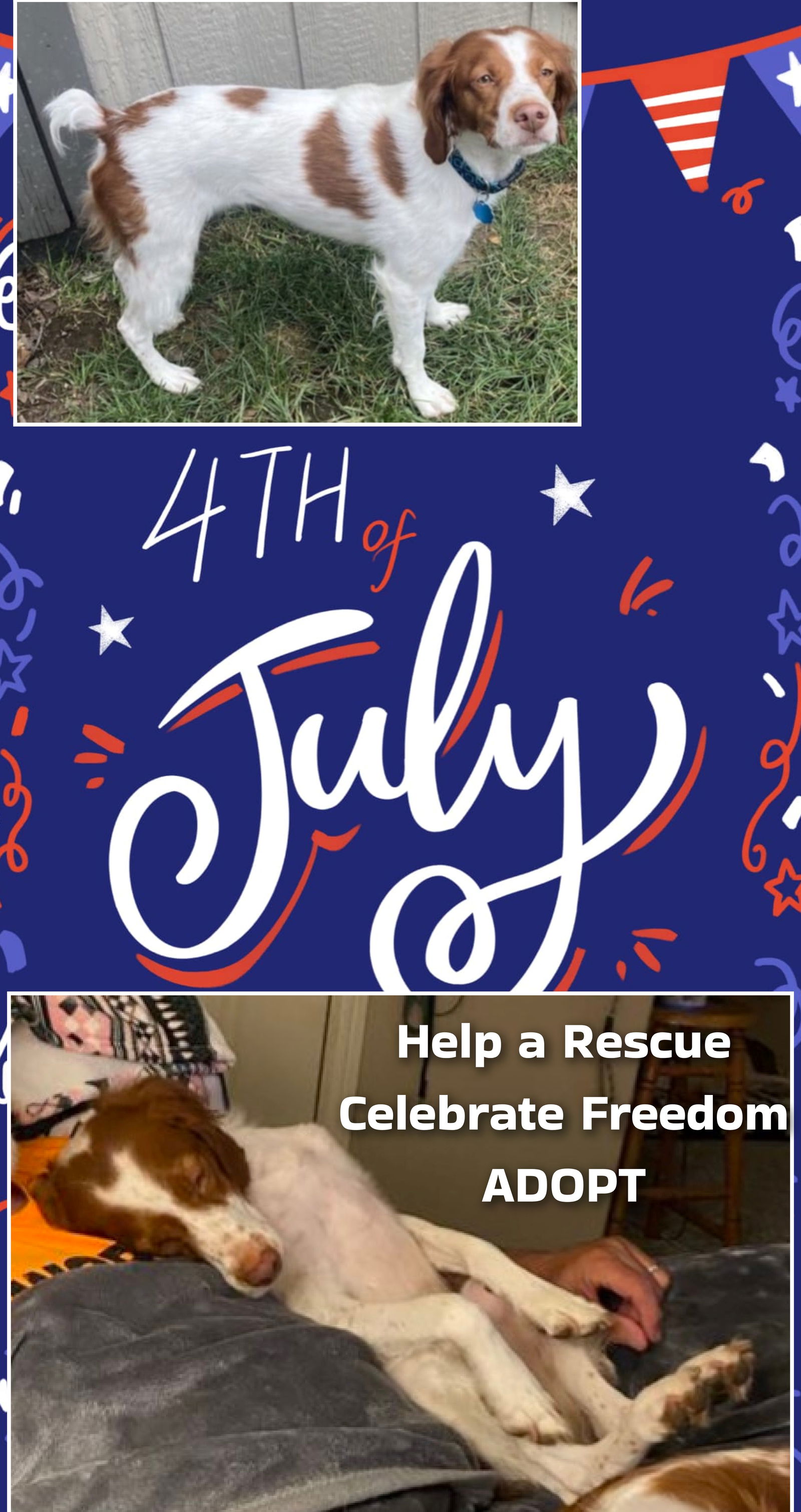 adoptable Dog in Nixa, MO named MO/Oakley Rose