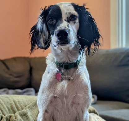 UT/COCONUT (ADOPTION PENDING)