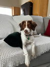 adoptable Dog in , NM named AZ/Zena (NM)