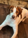 adoptable Dog in  named MN/Bentley
