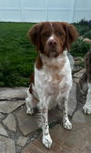 adoptable Dog in  named UT/Oliver
