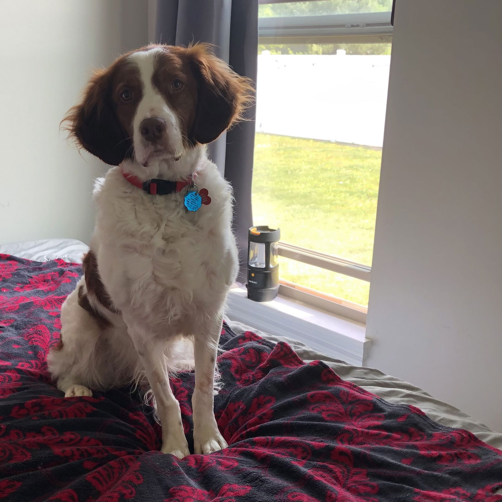 adoptable Dog in Grosse Pointe, MI named MI/Buddy UP