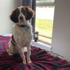 adoptable Dog in  named MI/Buddy UP
