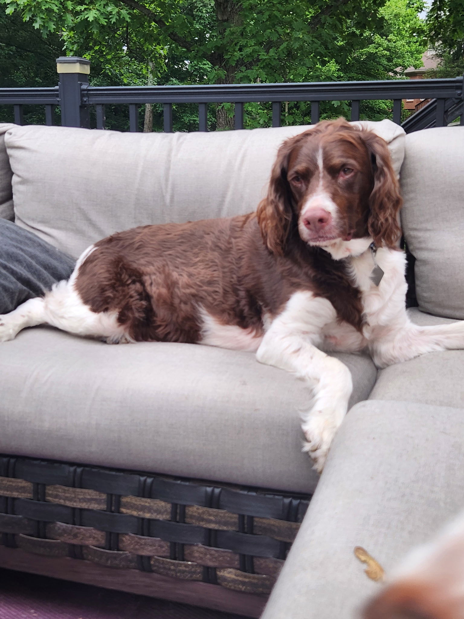 adoptable Dog in Prospect, KY named KY/Denver II