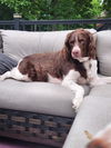 adoptable Dog in  named KY/Denver II