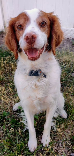 adoptable Dog in Brigham City, UT named UT/Bennett