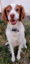 adoptable Dog in , UT named UT/Bennett