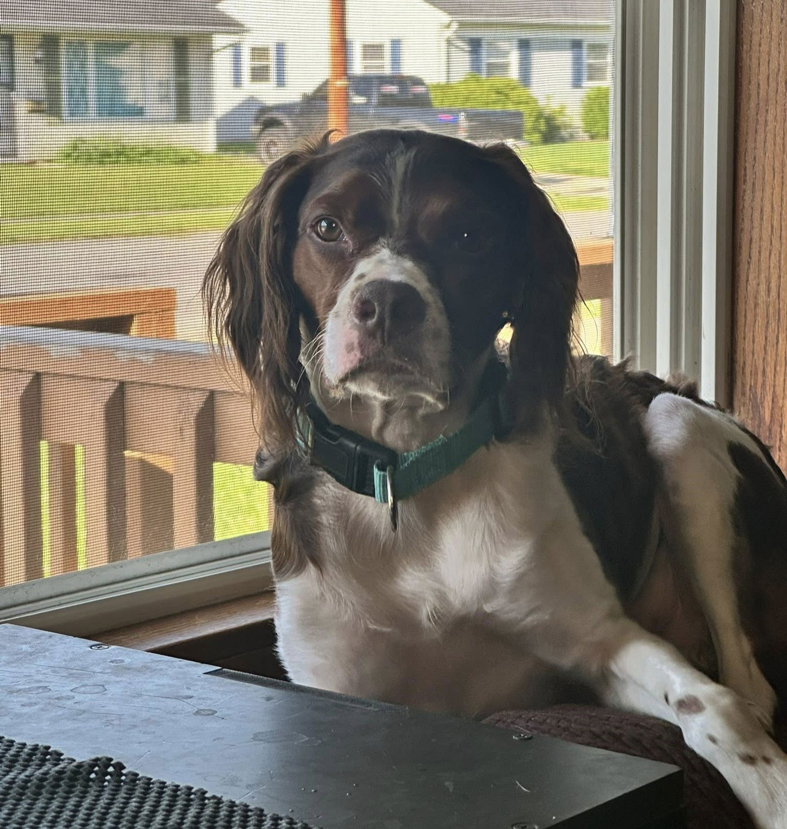 adoptable Dog in Erie, PA named NJ/JW