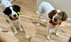 adoptable Dog in , PA named MI/Lucy (bonded with MI/Piper)
