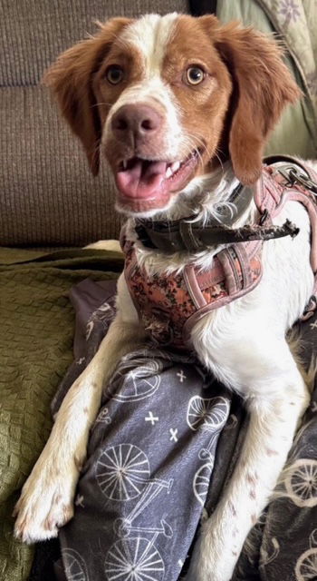 adoptable Dog in Sandy, UT named UT/Maple