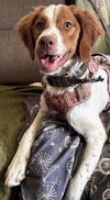 adoptable Dog in  named UT/Maple