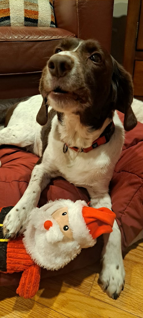 MI/BUDDY HOLLY - Brittany / Border Collie available for adoption