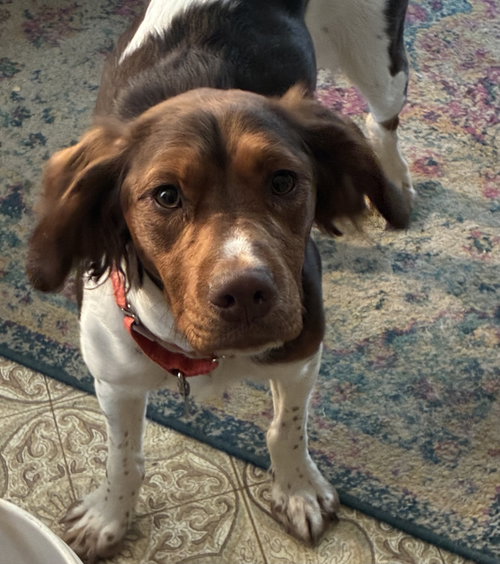 ME/(PENDING ADOPTION)PENNY