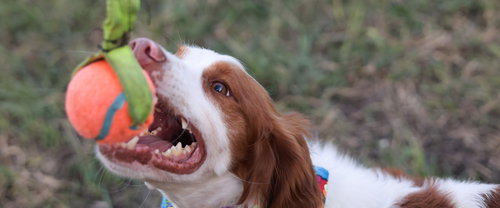 TX/GUSSIE  (ADOPTION PENDING)