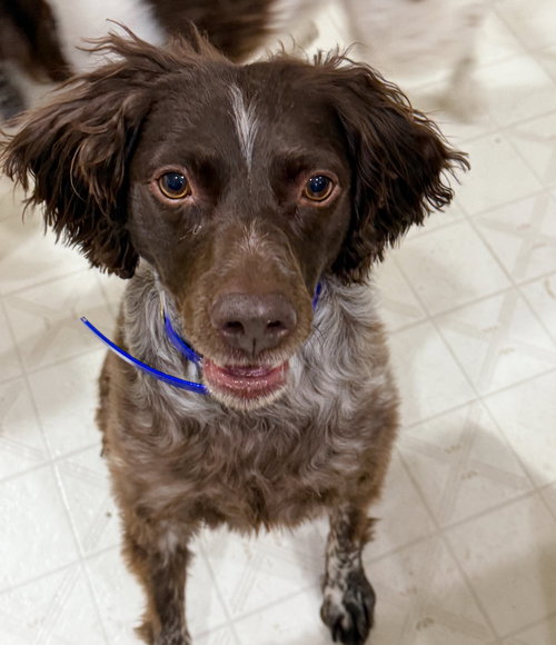 CO/ARCHIE - Brittany available for adoption