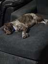 CO/Archie - Photo 2
