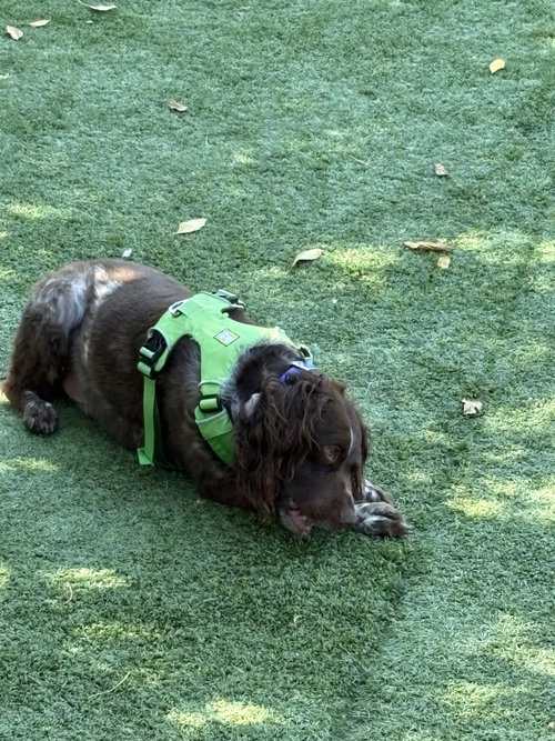 Photo of CO/Archibald "Archie"