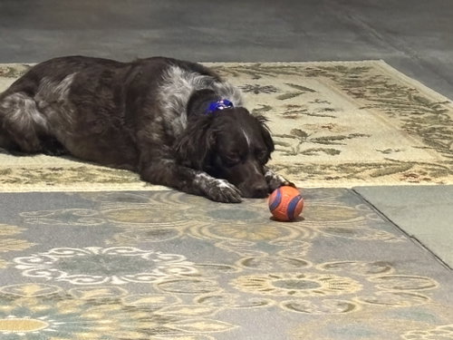 Photo of CO/Archibald "Archie"