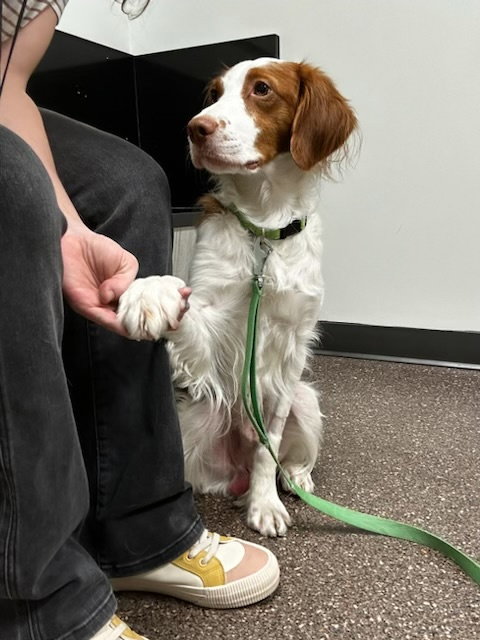 UT/Echo. Adoption Pending